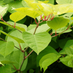 Japanese Knotweed